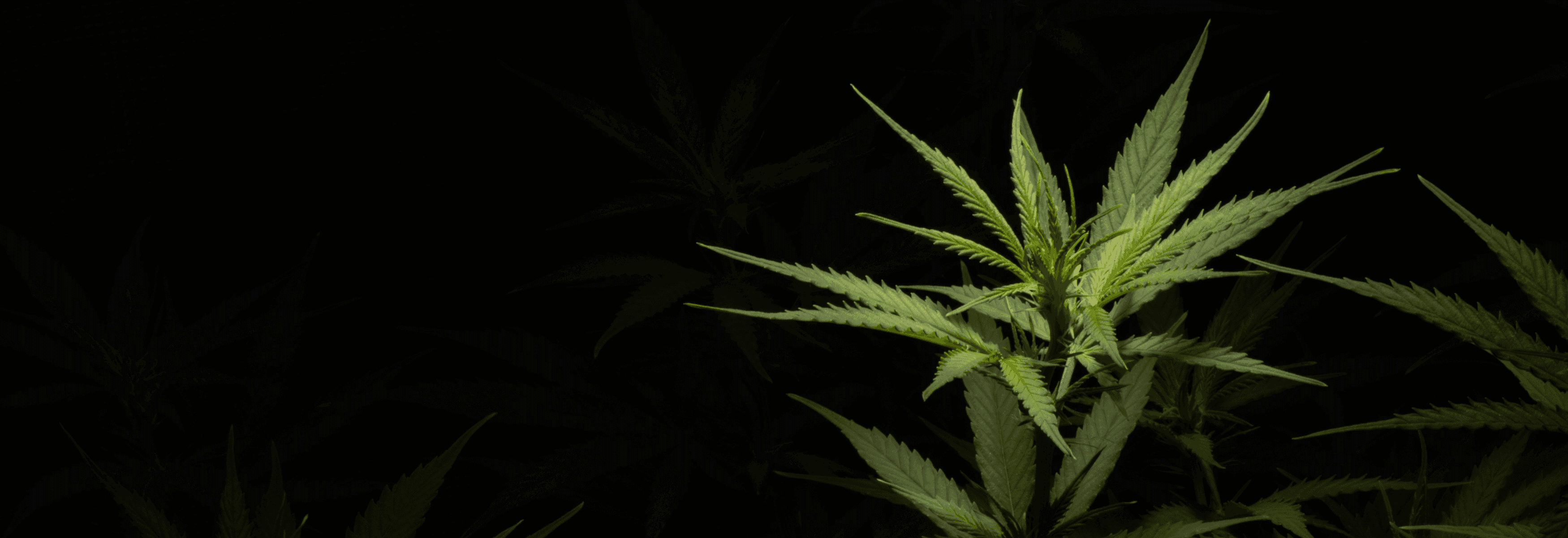 Cannabispflanze rechts mit schwarzen Hintergrund
