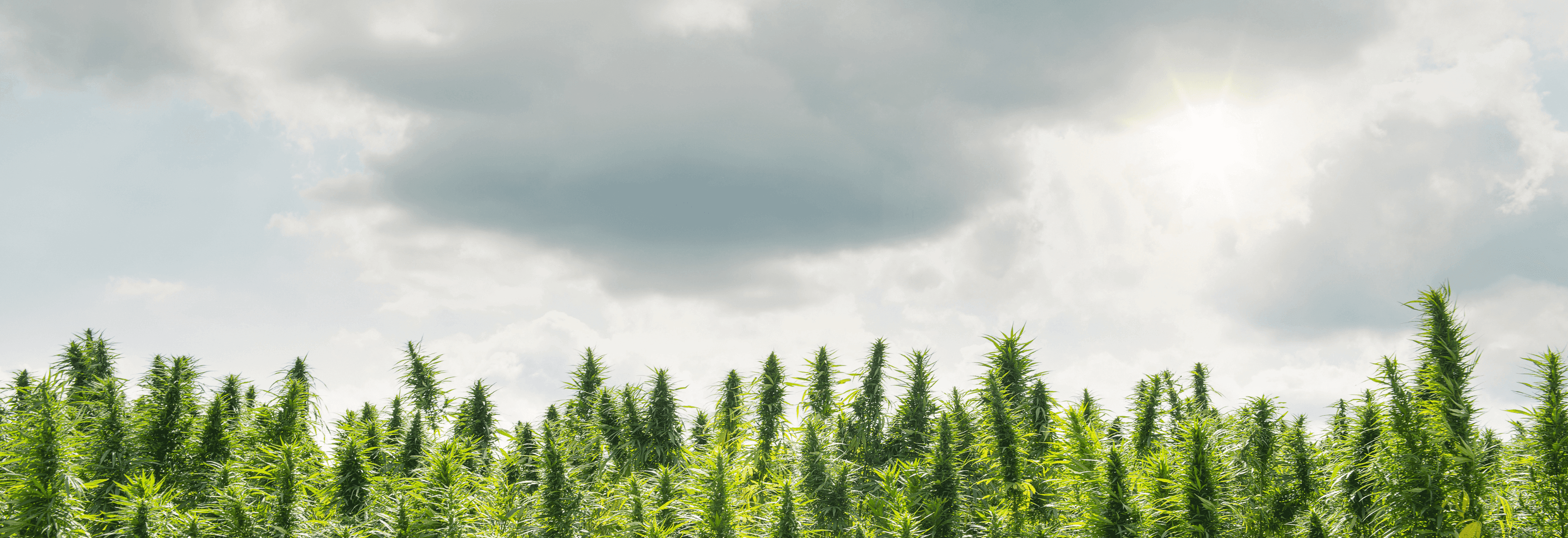 Cannabispflanzen Feld mit Himmel und Wolken
