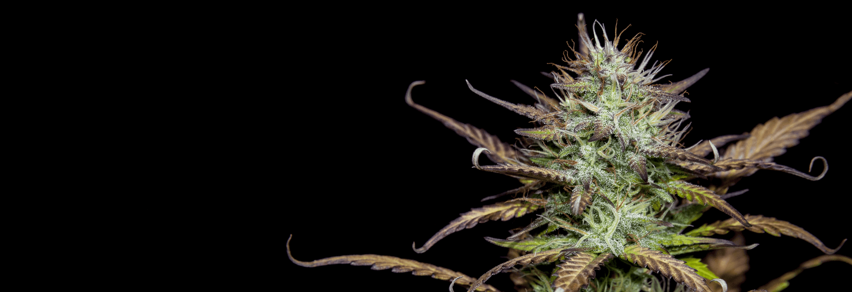 Cannabispflanze rechts mit schwarzen Hintergrund