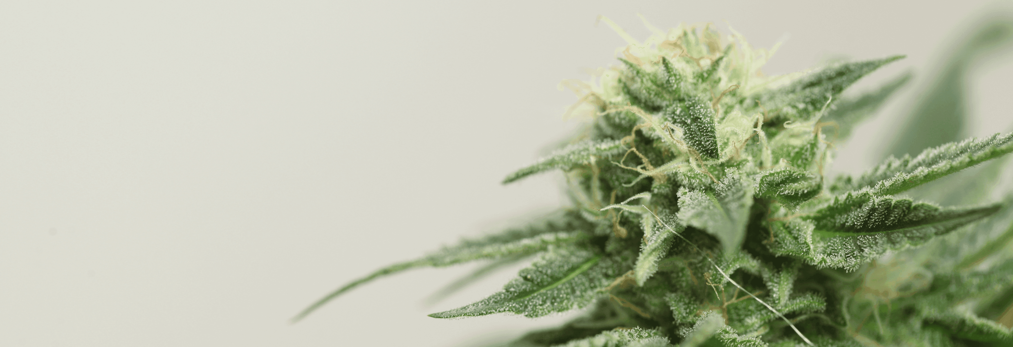 Cannabispflanze rechts mit hellen Hintergrund